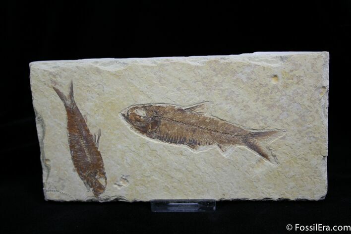 Nice Double Knightia Fossil Fish #831